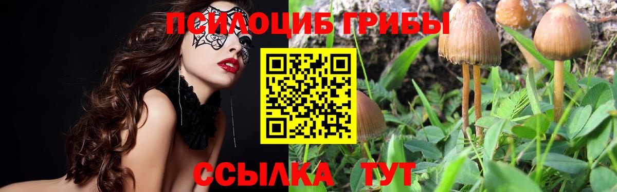 Псилоцибиновые грибы MAGIC MUSHROOMS  Вход с VPN  Кизляр  Псилоцибиновые грибы Psilocybine cubensis 